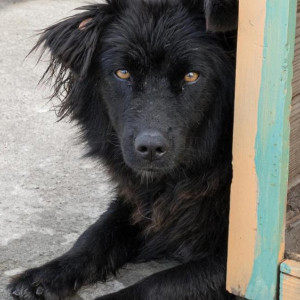 С начала года во Владимире поймали 45 бездомных животных