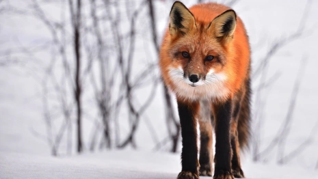 Губернатор Владимирской области ввел карантин в Камешково