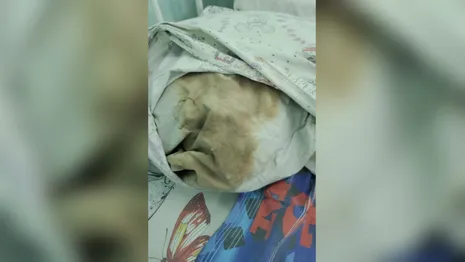 Пациенты владимирской детской больницы пожаловались на антисанитарию и тараканов