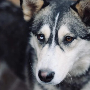 Во Владимирской области третий приют с 250 собаками оказался под угрозой закрытия