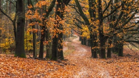 Прогноз погоды во Владимирской области на 19 сентября