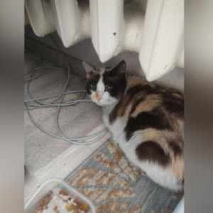 
Во Владимире соседи начали поиски хозяев для кошки погибшей после пожара пенсионерки