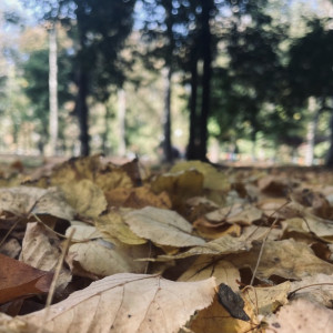 Погода во Владимирской области на 30 сентября