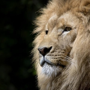 В России запретили выгул львов и пингвинов на улицах