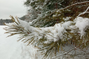 Синоптики дали прогноз на последние выходные 2024 года во Владимирской области