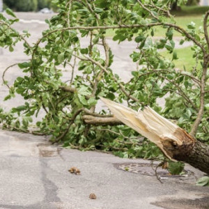 Во Владимире спилят сухие деревья из-за поражения ясеневой златкой