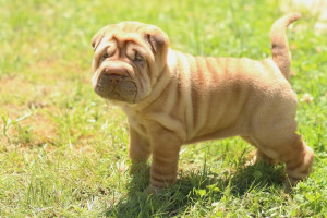 Во Владимирской области собачникам напомнили о штрафах за фекалии на газоне