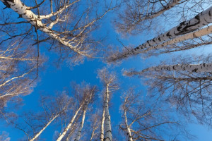 Прогноз погоды во Владимире и области на 4 марта