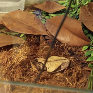 Вскрылись подробности абсурдной истории с укусом змеи во Владимире