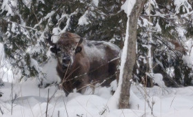 В Гороховецком районе встретили гуляющего по лесу европейского зубра