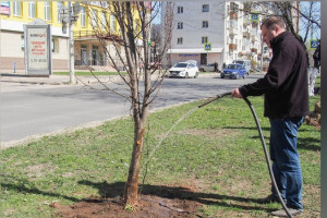 Во Владимире на двух улицах высадят 42 липы
