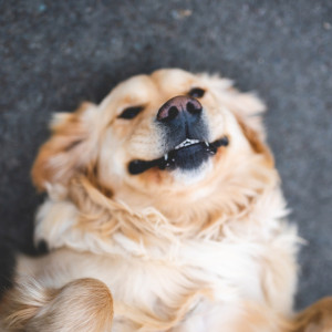 Во Владимирской области вирусом бешенства заразилась домашняя собака