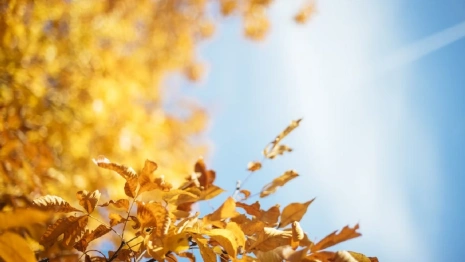 Синоптики перенесли бабье лето во Владимирской области на октябрь