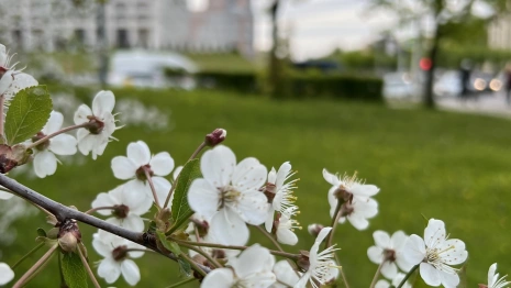 Во Владимирской области пообещали теплую неделю без осадков