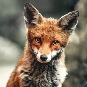 Во Владимирской области нашли 29 очагов бешенства