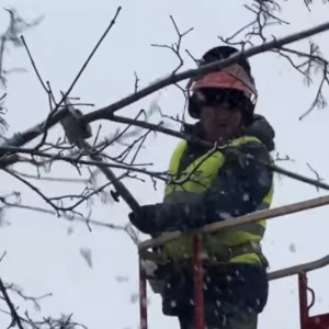 Во Владимире около ДТЮ провели омолаживающую обрезку деревьев