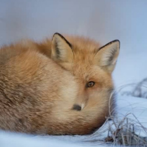 Во Владимирской области выявили еще один очаг бешенства