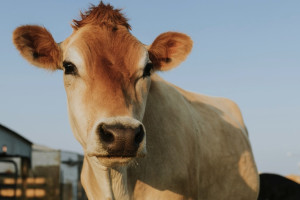 Корова из Владимирской области дала рекордные 110 тонн молока