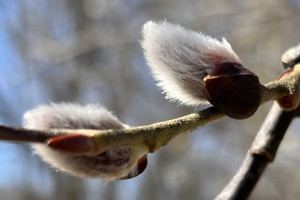 Синоптики дали прогноз на март 2025 года во Владимирской области