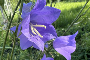 Во Владимирскую область вернется жара до +31