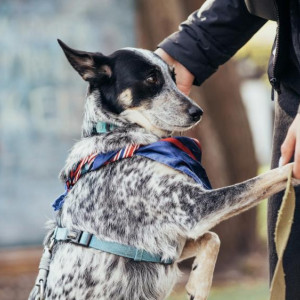 Во Владимирской области компенсацию за содержание собак-поводырей увеличат почти в 2 раза