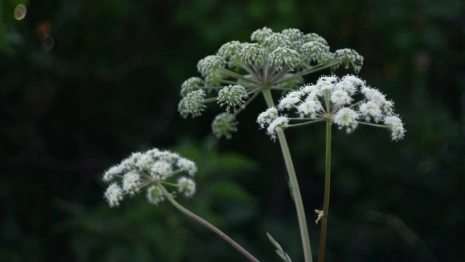 Во Владимирской области борщевик заполонил особо охраняемые территории