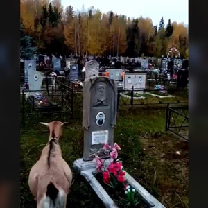 Во Владимирской области козы вытоптали могилы на кладбище