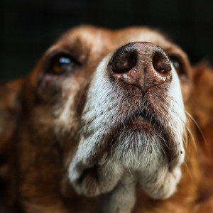 Во Владимирской области бездомные собаки и кошки рискуют остаться без еды и подстилок