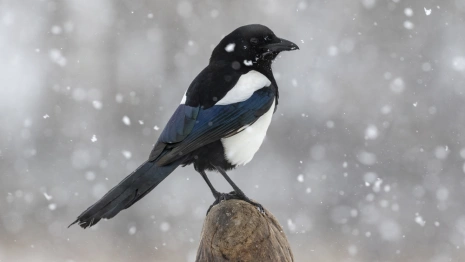 Прогноз погоды во Владимире и области на 24 января