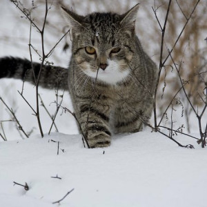 Прогноз погоды во Владимирской области на 26 января