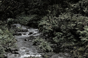 На берегу ручья во Владимире нашли повешенного мужчину