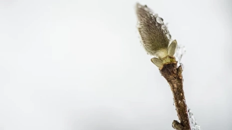 Во Владимирскую область на рабочей неделе вернется снег