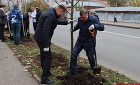 Во Владимире начали высаживать новые деревья вместо 1000 вырубленных