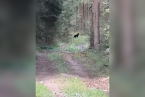 В лесу под Камешково заметили медвежонка