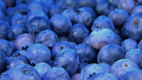 В Киржаче на селекцию голубики потратят 3,5 млрд рублей