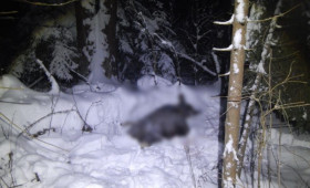 Жителя Камешково задержали за незаконную охоту на лося