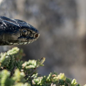 Во Владимирской области гадюка укусила женщину