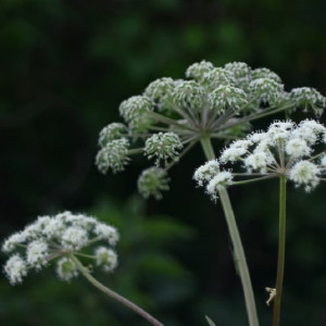 Во Владимирской области от борщевика Сосновского обработают 355 га земли