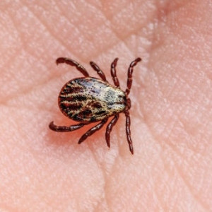 Во Владимирской области клещи присосались к 45 взрослым и 9 детям