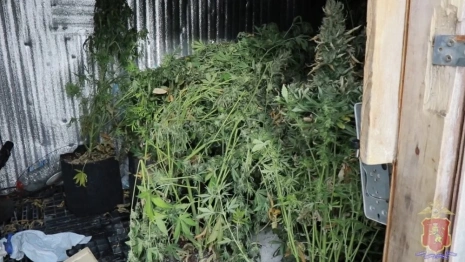 Во Владимирской области наркодиллеры перевозили «травку» под видом корма для собак