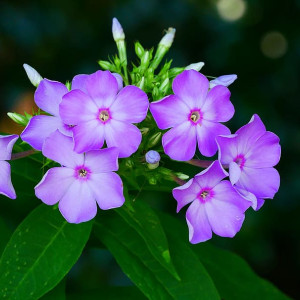 Прогноз погоды во Владимирской области на 4 августа