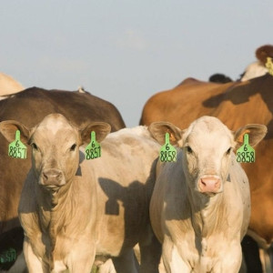 Во Владимирской области производство молока вырастет на 5 тыс. тонн