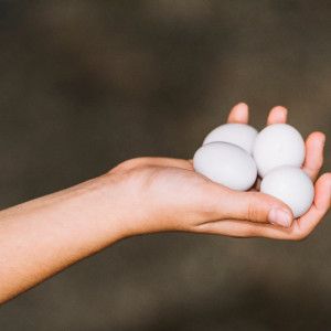 Во Владимирской области обнулили пошлину на импорт яиц