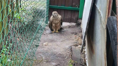 В Коврове ястребу с переломом крыла сделали операцию