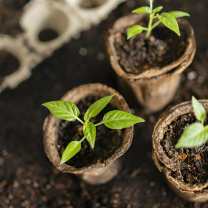 Мавра Рассадница: что можно и нельзя делать 16 мая