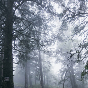 Во Владимирской области ночью искали 8-летнего мальчика в белой шапке