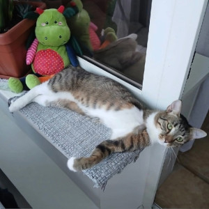 Во Владимирской области покалеченный кот из депо нашел дом