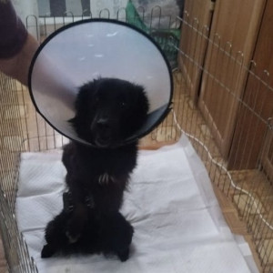 Выбросившая собаку с балкона жительница Кольчугино избежала реального срока