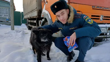 В Судогде спасенному из полыньи псу нашли хозяина