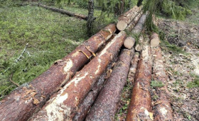 Вырубка 26 сосен в Судогодском районе привела к уголовному делу